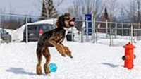 35_doggo_park_70-200