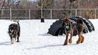 36_doggo_park_70-200