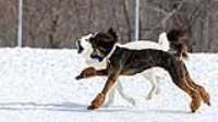 37_doggo_park_70-200