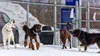 38_doggo_park_70-200