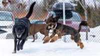41_doggo_park_70-200