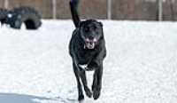 43_doggo_park_70-200