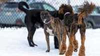 44_doggo_park_70-200