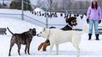 46_doggo_park_70-200