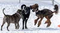 47_doggo_park_70-200
