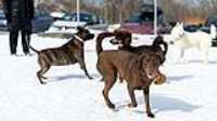 49_doggo_park_70-200