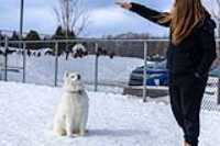 56_doggo_park_70-200