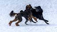 61_doggo_park_70-200