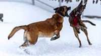 69_doggo_park_70-200