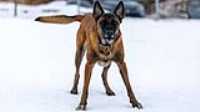 71_doggo_park_70-200