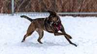 72_doggo_park_70-200