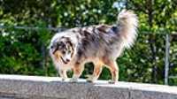 doggo_park_summer_01