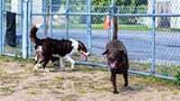 doggo_park_summer_02