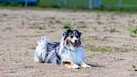 doggo_park_summer_03