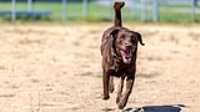 doggo_park_summer_04