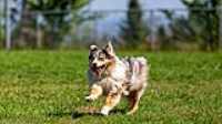 doggo_park_summer_06