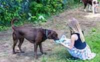 doggo_park_summer_07