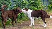 doggo_park_summer_08