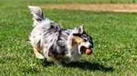doggo_park_summer_10