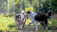 doggo_park_summer_12