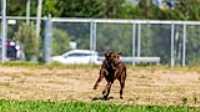 doggo_park_summer_13