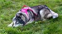 doggo_park_summer_14