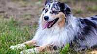 doggo_park_summer_15