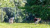 doggo_park_summer_16