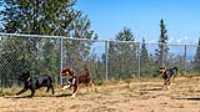 doggo_park_summer_18