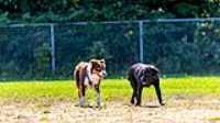 doggo_park_summer_19