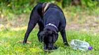 doggo_park_summer_20