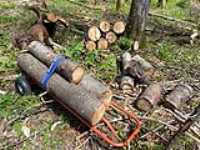 hand_truck_wood_log_taiga