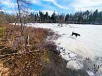 lake_unfreeze_taiga_ice