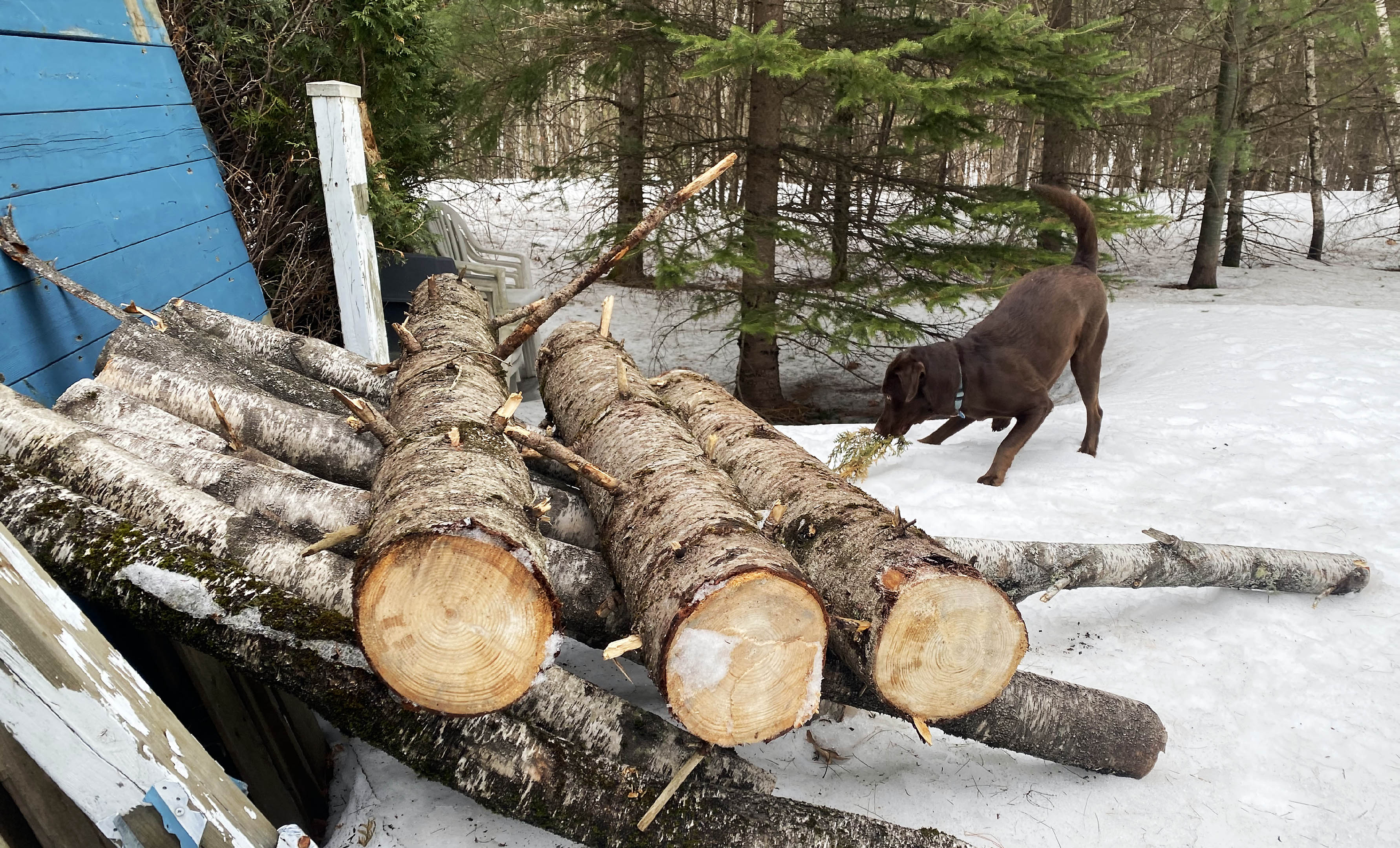 lumber10in_taiga_snow