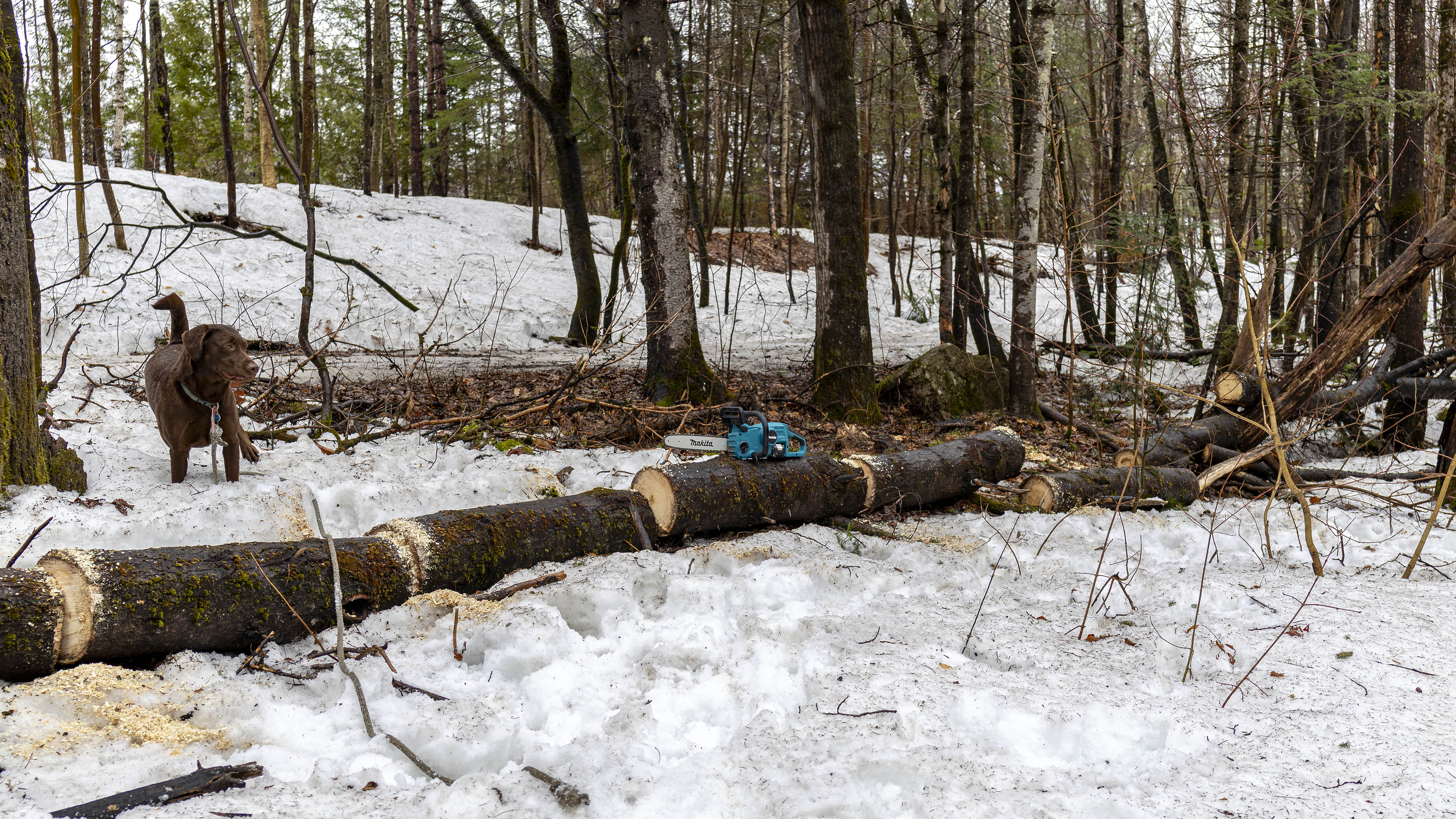 tree_chop_makita_chainsaw_taiga