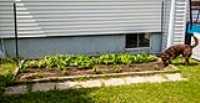 garden_beans_support_taiga