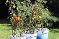 tomates_red