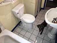 bathroom_toilet_puppy_inspector