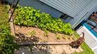 garden_pea_beans_pepper