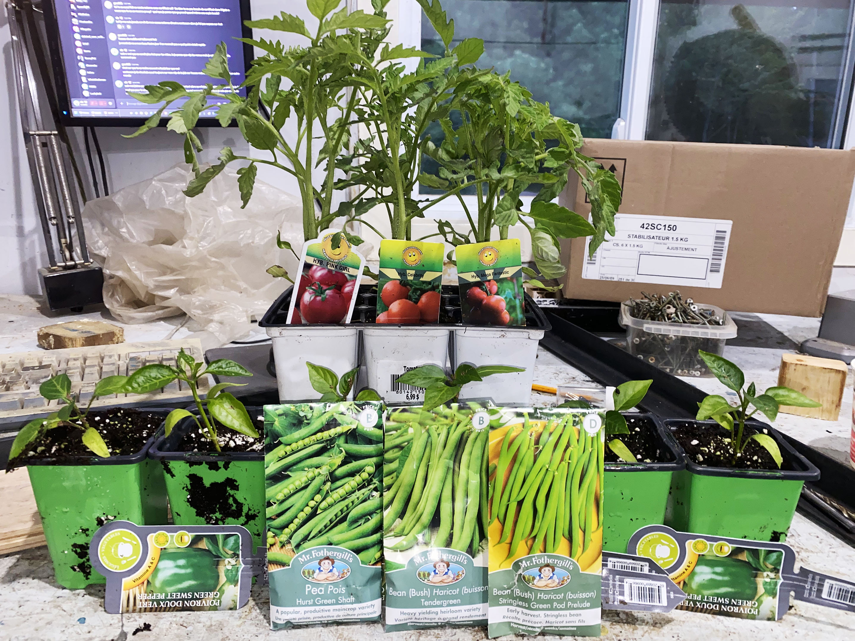 garden_2026_pea_bean_bell-pepper_tomatoes