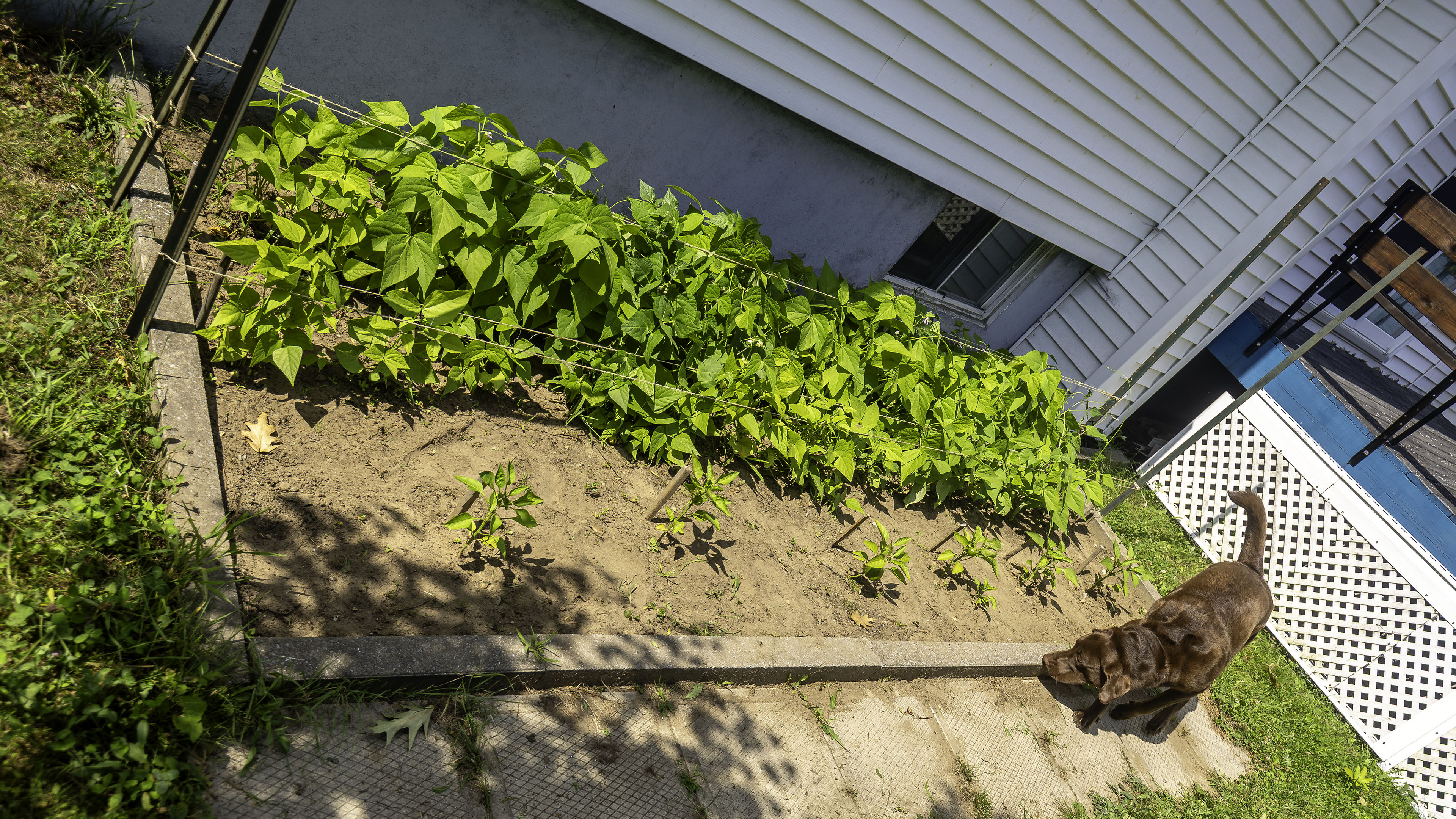 garden_pea_beans_pepper