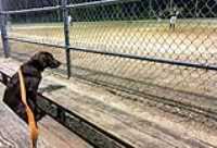 taiga_softball_spectator