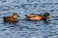 duck_male_female_water