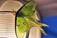 spot_green_moth