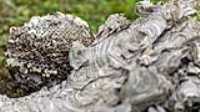 wasp_nest_ball_aftermath