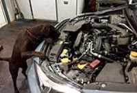 taiga_motor_inspection