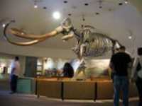 mastodon2