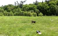 doggo_fetch_disc_02