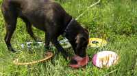 doggo_fetch_disc_03