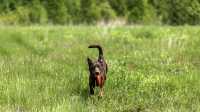 doggo_fetch_disc_04